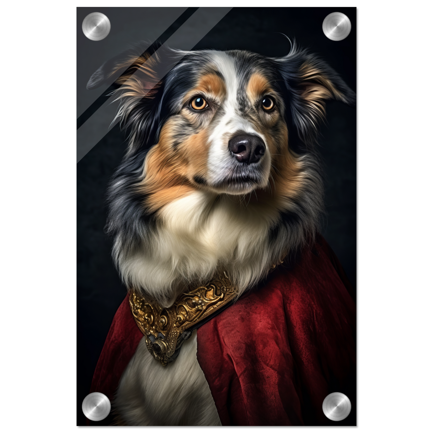 Australia Shepherd Renaissance (DOG333)